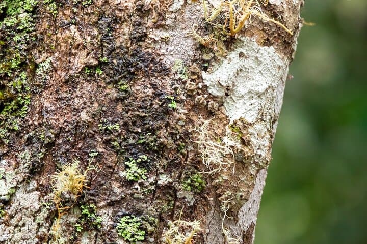 Andasibe National Park Day Trip: Indri Encounters & Vakona Lemur Reserve photo 4