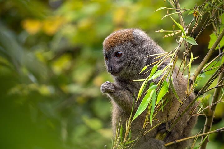 Andasibe National Park Day Trip: Indri Encounters & Vakona Lemur Reserve photo 2