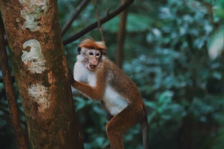 Sinharaja Rainforest Day Tour: Guided Wildlife Walks, Waterfalls & Conservation Insights