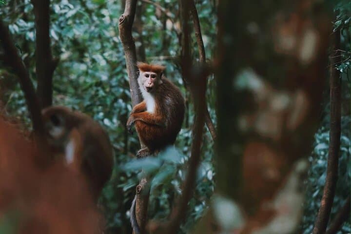 Sinharaja Rainforest Day Tour: Guided Wildlife Walks, Waterfalls & Conservation Insights photo 2