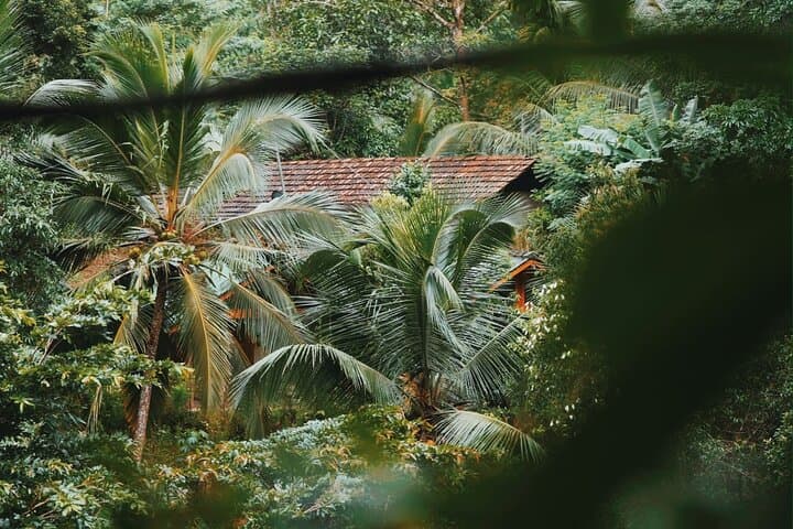 Sinharaja Rainforest Day Tour: Guided Wildlife Walks, Waterfalls & Conservation Insights photo 6
