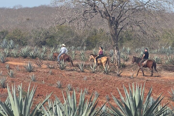 Mazatlán Jungle and Beach Horseback Ride with Mezcal Tasting photo 6