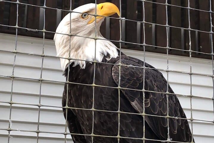Exploring Sitka’s Best Land Attractions: Top Scenic Highlights and Wildlife Encounters photo 5