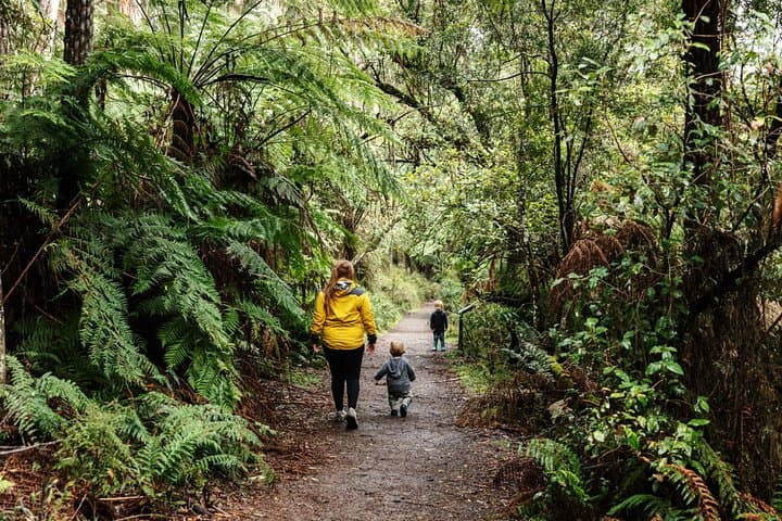 Puffing Billy Rainforest Steam Train Tour from Melbourne photo 3