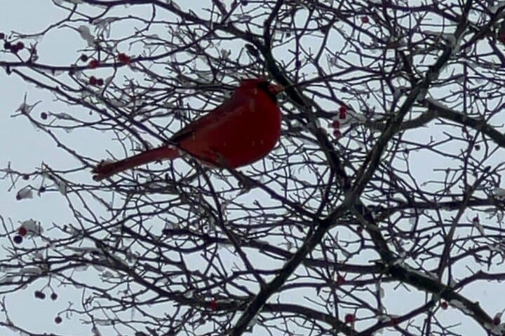 Central Park Beginner Birdwatching: Private 2-Hour NYC Tour photo 2