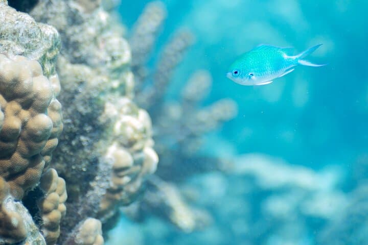 Tahiti Snorkeling Immersion: Guided Reef Tour from Papeete photo 2