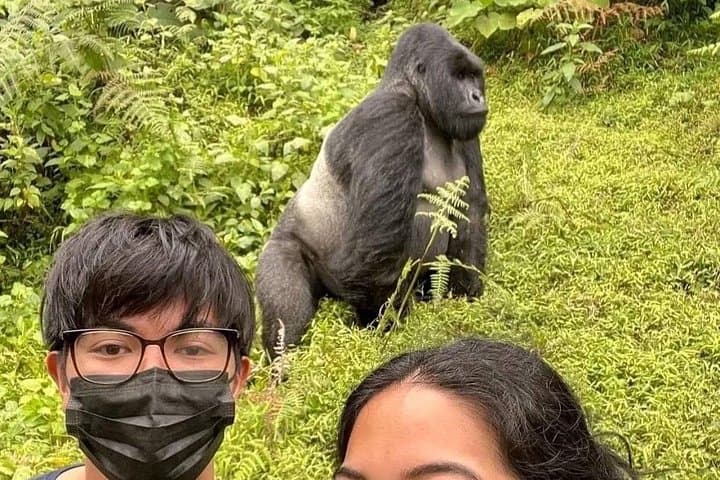 Rwanda One Day Gorilla Trekking: Volcanoes National Park Day Trip from Kigali photo 1