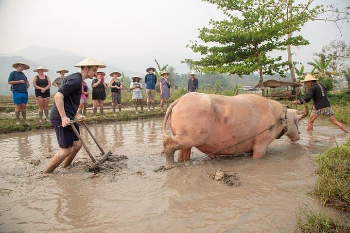 Living Land Farm & Kuang Si Waterfall: Hands-On Rice Farming and Cascading Pools Near Luang Prabang