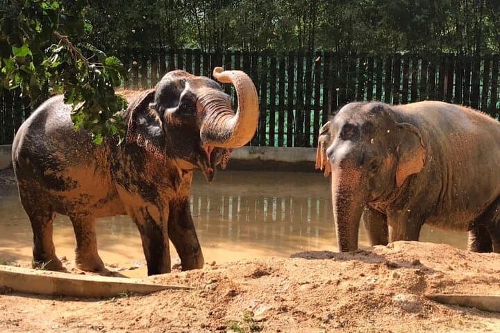 Half-Day Elephant Home Sanctuary Experience in Koh Samui Jungle photo 3
