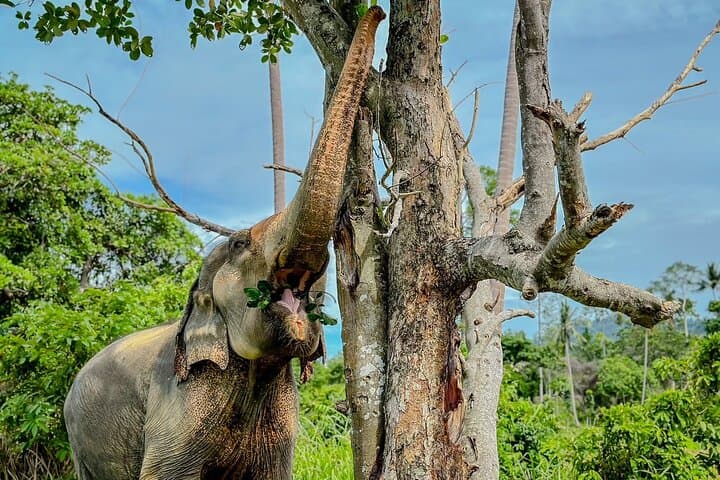Half-Day Elephant Home Sanctuary Experience in Koh Samui Jungle photo 2