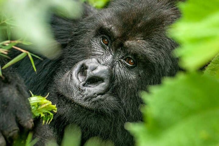 4-Day Queen Elizabeth National Park Safari & Chimp Trek from Kigali photo 3
