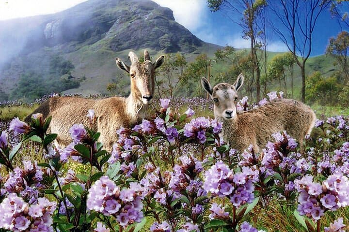 Chinnar Wildlife and Eravikulam Day Tour from Munnar photo 4