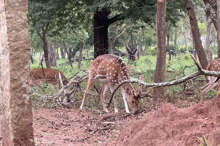 Chinnar Wildlife and Eravikulam Day Tour from Munnar photo 3