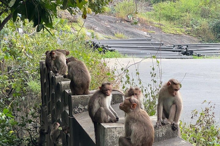 Chinnar Wildlife and Eravikulam Day Tour from Munnar photo 6
