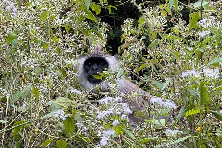 Chinnar Wildlife and Eravikulam Day Tour from Munnar photo 5