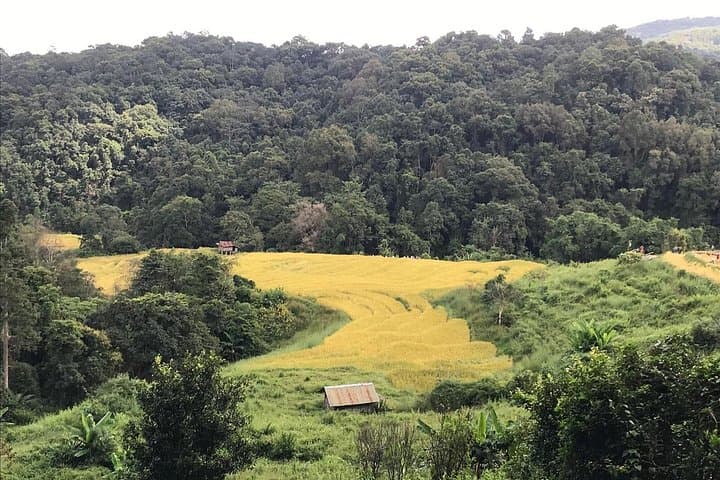 Doi Inthanon Full-Day Private Guided Tour: Waterfalls, Twin Pagodas & Highland Trails photo 5