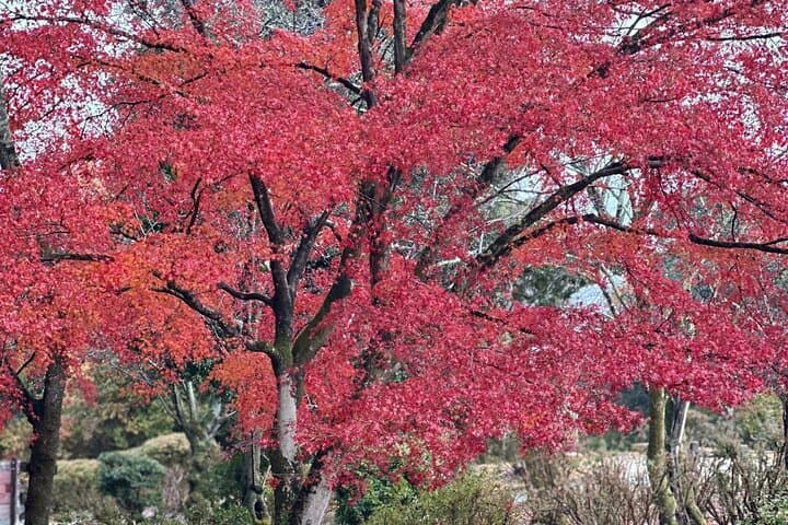Private Kyoto Cultural Tour with English-Speaking Driver: Temples, Shrines & Arashiyama photo 3