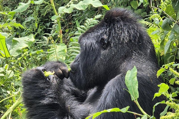 Rwanda Gorilla Trekking: 4-Day Private Safari in Volcanoes National Park photo 3