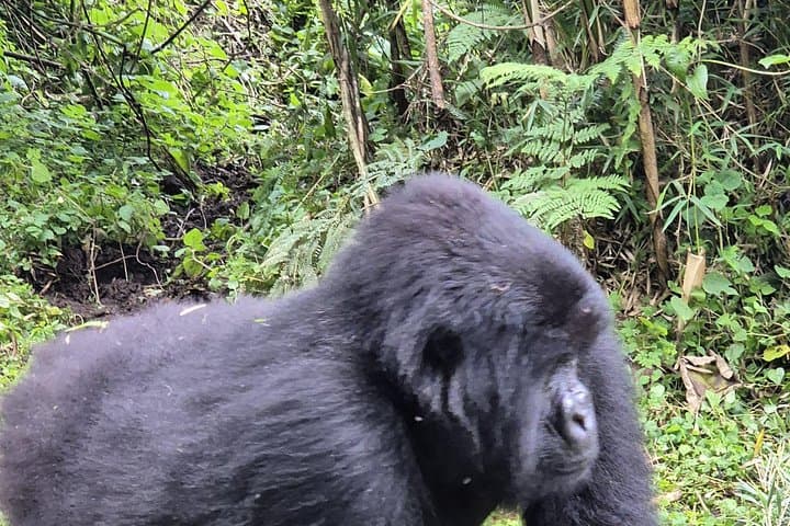 Rwanda Gorilla Trekking: 4-Day Private Safari in Volcanoes National Park photo 4