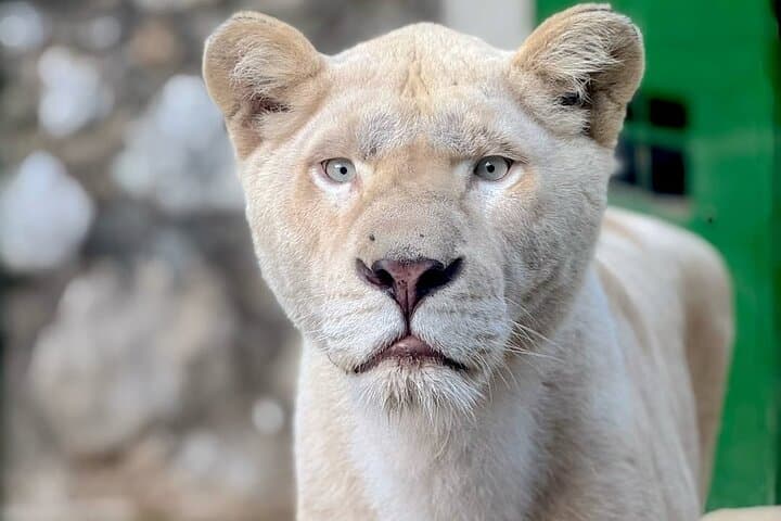 Lebanon Animal Petting & Feeding Zoo Trip from Beirut: Interactive Petting & Feeding Experience photo 4