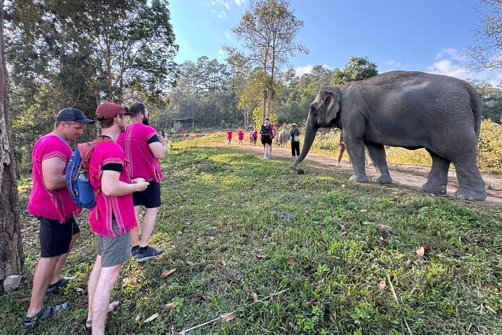 Chiang Mai Elephant Sanctuary and Wang River Bamboo Rafting Day Trip