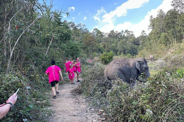 Chiang Mai Elephant Sanctuary and Wang River Bamboo Rafting Day Trip photo 2