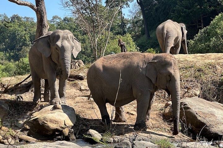 Chiang Mai Elephant Sanctuary and Wang River Bamboo Rafting Day Trip photo 3