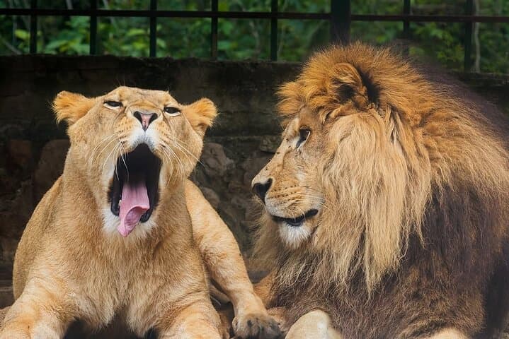Lebanon Animal Petting & Feeding Zoo Trip from Beirut: Interactive Petting & Feeding Experience