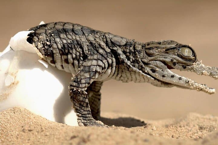 Djerba Crocodile Park Guided Tour — Nile Crocodiles, Feeding Demo & Conservation