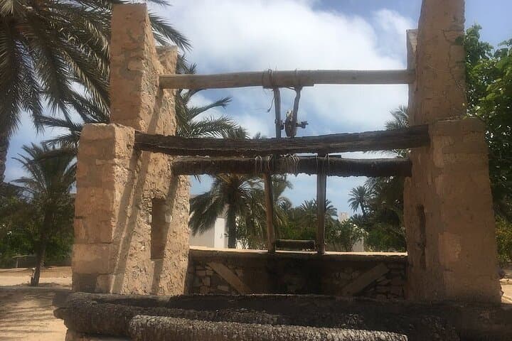 Djerba Crocodile Park Guided Tour — Nile Crocodiles, Feeding Demo & Conservation photo 4