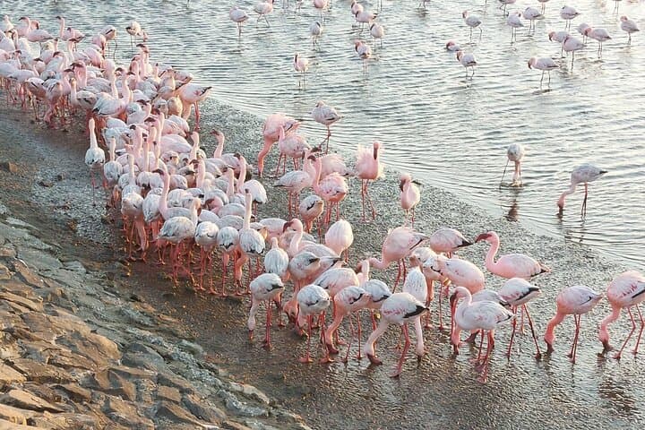 Sandwich Harbour Half-Day 4x4 Tour: Dunes, Pink Lake & Flamingos photo 4