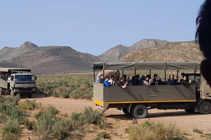 Aquila Game Reserve Sunset Safari from Cape Town: Brunch, Drive & Big Five Sightings photo 5