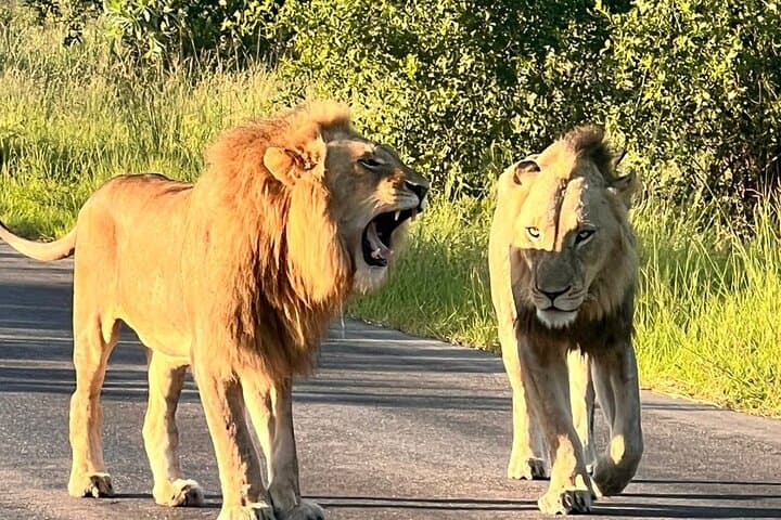 Full-Day Kruger National Park Safari: Big Five Game Drive from Hazyview