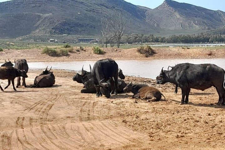 Aquila Game Reserve Sunset Safari from Cape Town: Brunch, Drive & Big Five Sightings photo 4