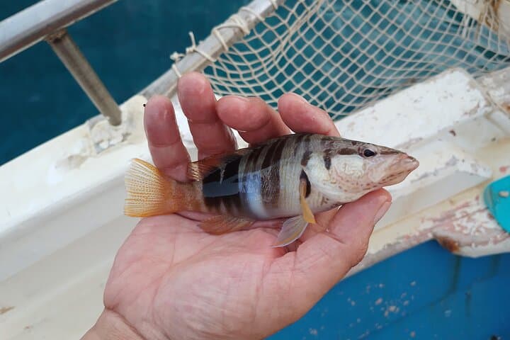Chania Rod Fishing: Half-Day Boat Trip with Local Crew photo 3