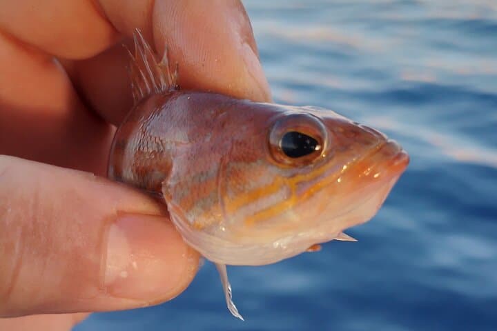 Chania Rod Fishing: Half-Day Boat Trip with Local Crew photo 6