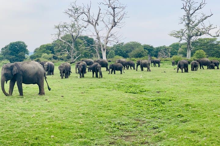Uncover Sri Lanka: 10-Day Cultural and Wildlife Journey photo 5