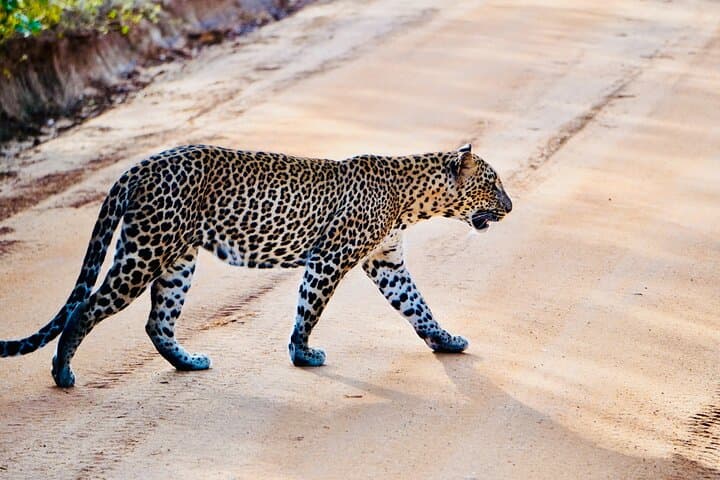 Uncover Sri Lanka: 10-Day Cultural and Wildlife Journey photo 6