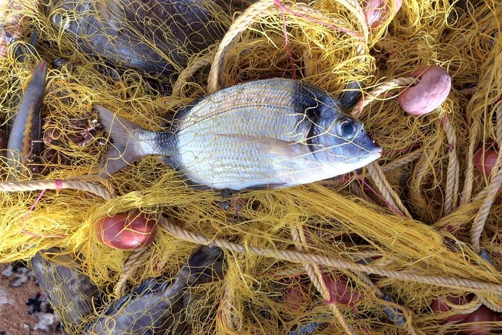 Chania Catch-and-Cook: Traditional Net Fishing & Seaside Feast photo 6