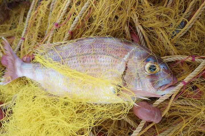 Chania Catch-and-Cook: Traditional Net Fishing & Seaside Feast photo 5