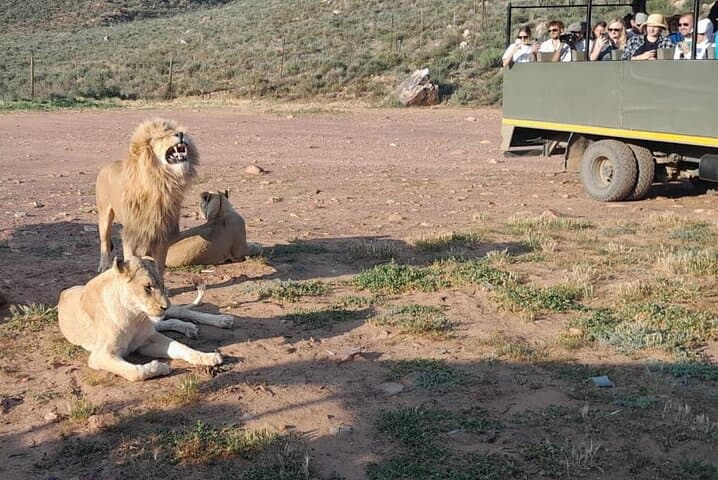 Aquila Game Reserve Sunset Safari from Cape Town: Brunch, Drive & Big Five Sightings