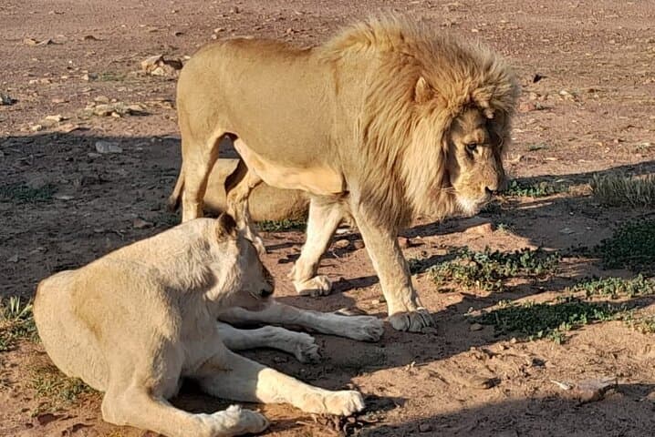 Aquila Game Reserve Sunset Safari from Cape Town: Brunch, Drive & Big Five Sightings photo 2