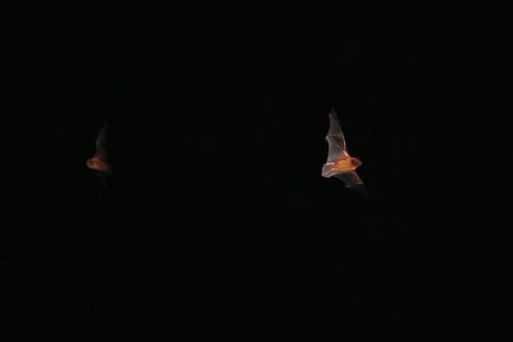 Madeira Bat Watching: Night Bat-Detector Tour from Funchal photo 2