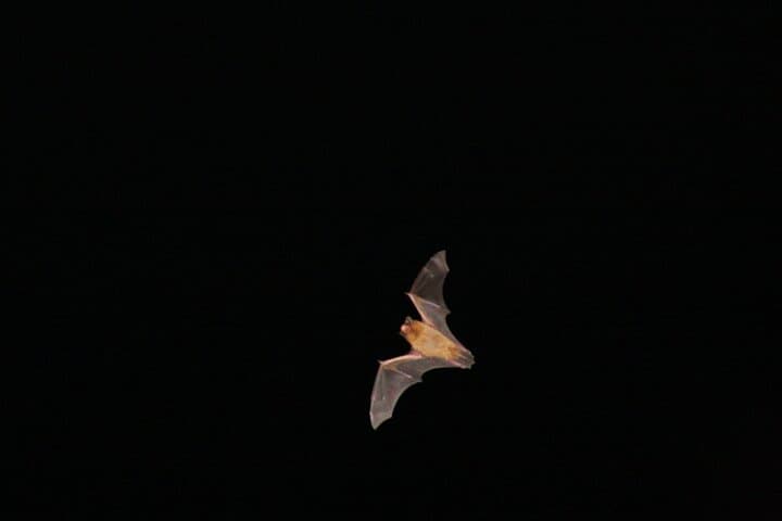Madeira Bat Watching: Night Bat-Detector Tour from Funchal photo 3