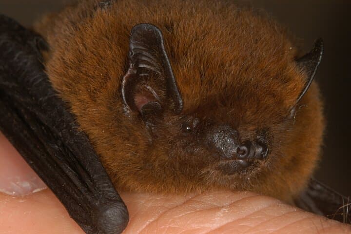 Madeira Bat Watching: Night Bat-Detector Tour from Funchal photo 6