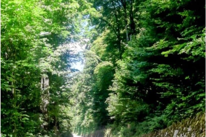 Interlaken Non-Stop Intro Safari: Private Eco Car Tour to Iseltwald's CLOY Pier photo 4