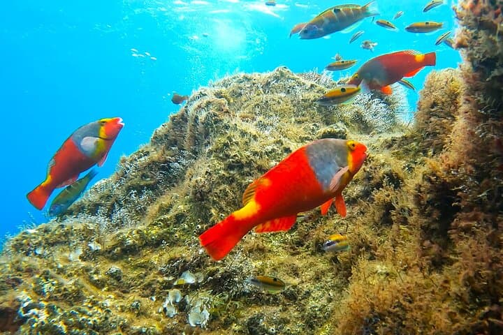 Madeira Reef Fish Watching & Snorkeling Tour in Garajau Marine Reserve