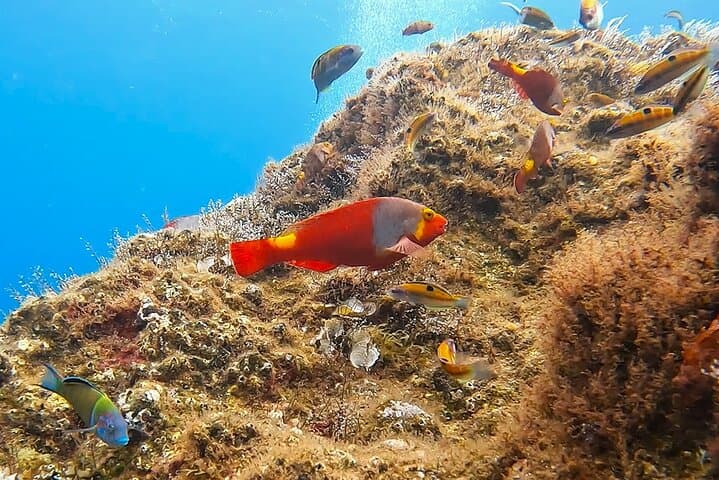 Madeira Reef Fish Watching & Snorkeling Tour in Garajau Marine Reserve photo 2