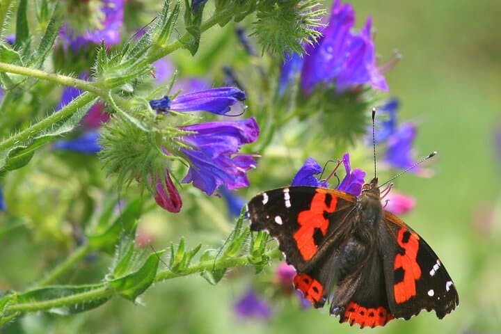 Madeira Butterfly-Watching Tour — Endemic Species & Conservation near Funchal photo 1