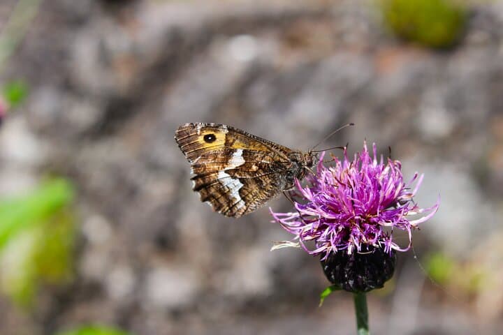 Madeira Butterfly-Watching Tour — Endemic Species & Conservation near Funchal photo 2